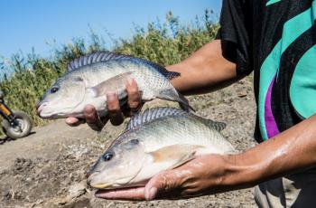 A hatchery worker holds Abbassa nile tilapia grown at a hatchery in Egypt.
