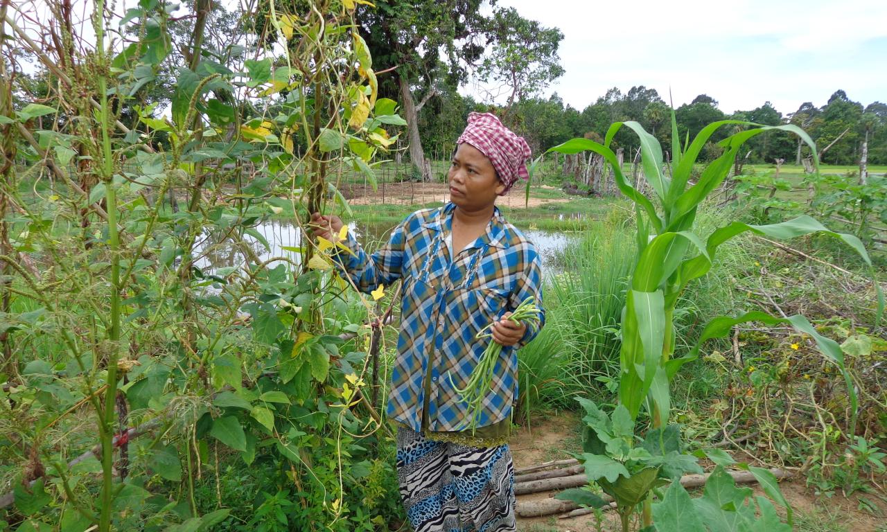 Vegetable growing around ricefield pond edge in Cambodia