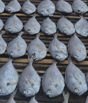 Building capacity, coordination and communication for collective action on small scale fisheries