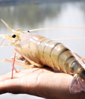 Evaluating Costs and Benefits of Prophylactic Health Products and Novel Alternatives on Smallholder Aquaculture Farmers In Asia and Africa (IMAQulate)