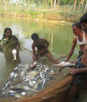 Suchana: Ending the Cycle of Undernutrition in Bangladesh