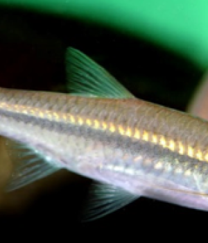 Managing Aquatic Agricultural Systems to Improve Nutrition and Livelihoods in Selected Asian and African Countries: Scaling Learning from IFAD-WorldFish Collaboration in Bangladesh