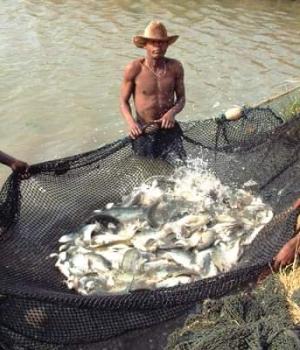 Gold Standard Plus for Commercial Pond Aquaculture
