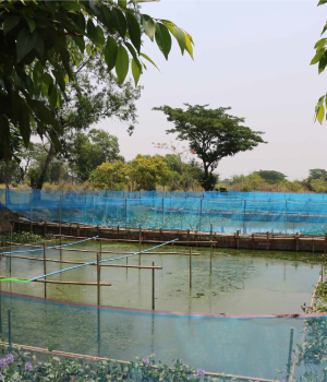 Fish For Livelihoods