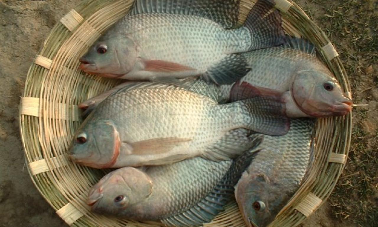 Gift Tilapia