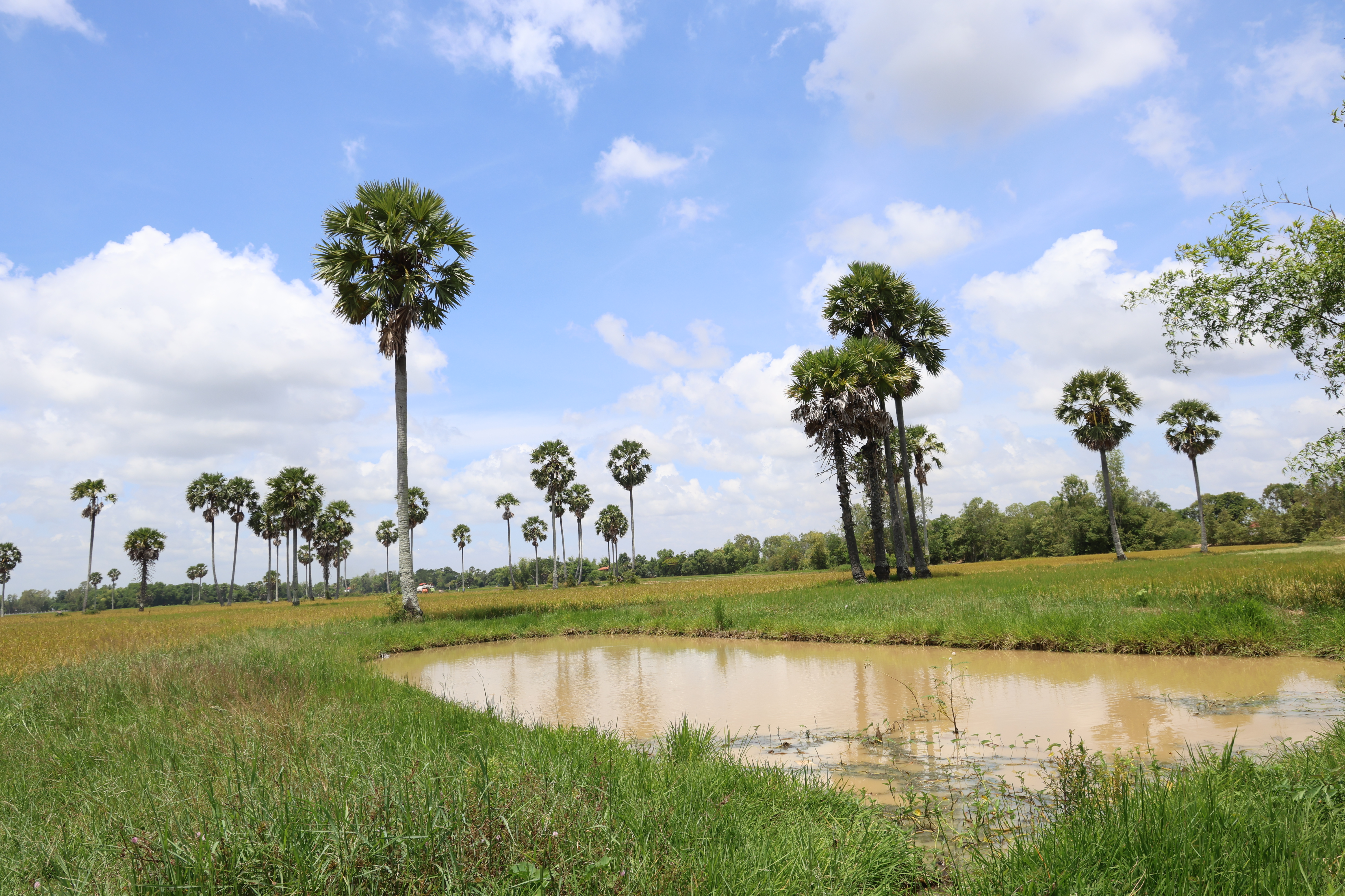 View of a ricefield pond during the wet season, Prey Veng, Cambodia.