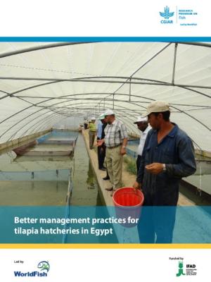 Better management practices for tilapia hatcheries in Egypt