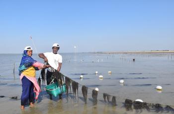 A fisher couple is harvesting sea weeds at Cox’s Bazar district of Bangladesh. Photo by Aminul Islam, WorldFish