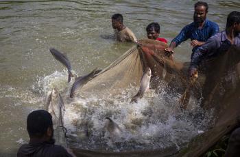 carp farming bangladesh