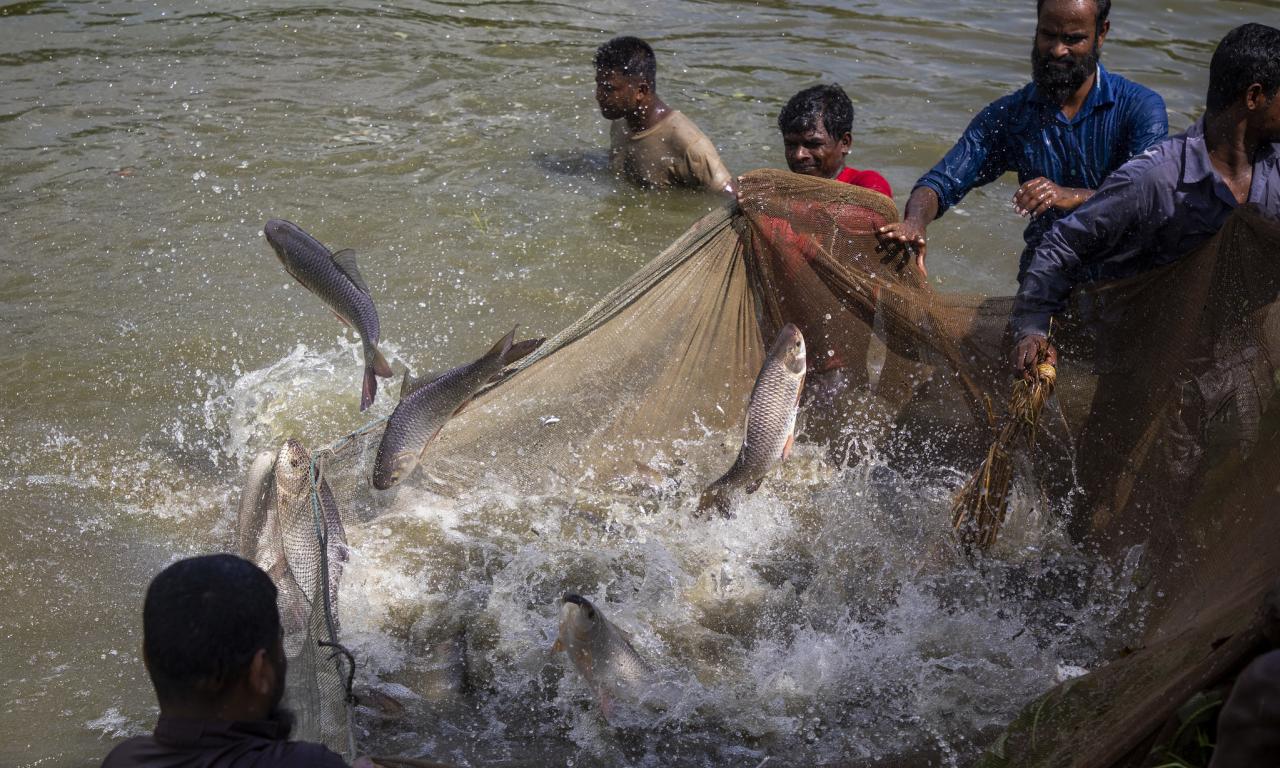 carp farming bangladesh