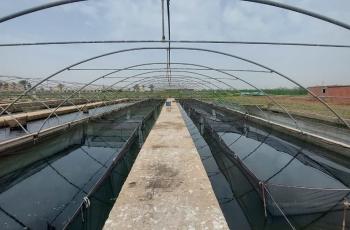 The breeding hapas at the raceway greenhouse, WorldFish’s facility, Abbassa, Abu-Hammad, Sharqia, Egypt. Photo by Hussam Shaheen, Research Assistant, WorldFish, Egypt.