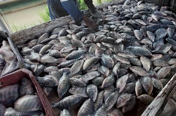 A group of In-pond Raceway System (IPRS) workers of WorldFish team while fish sorting, IPRS, WorldFIsh, Abbassa, Abu-Hammad, Sharqia, Egypt. Photo by Hussam Shaheen, Research Assistant, WorldFish, Egypt.