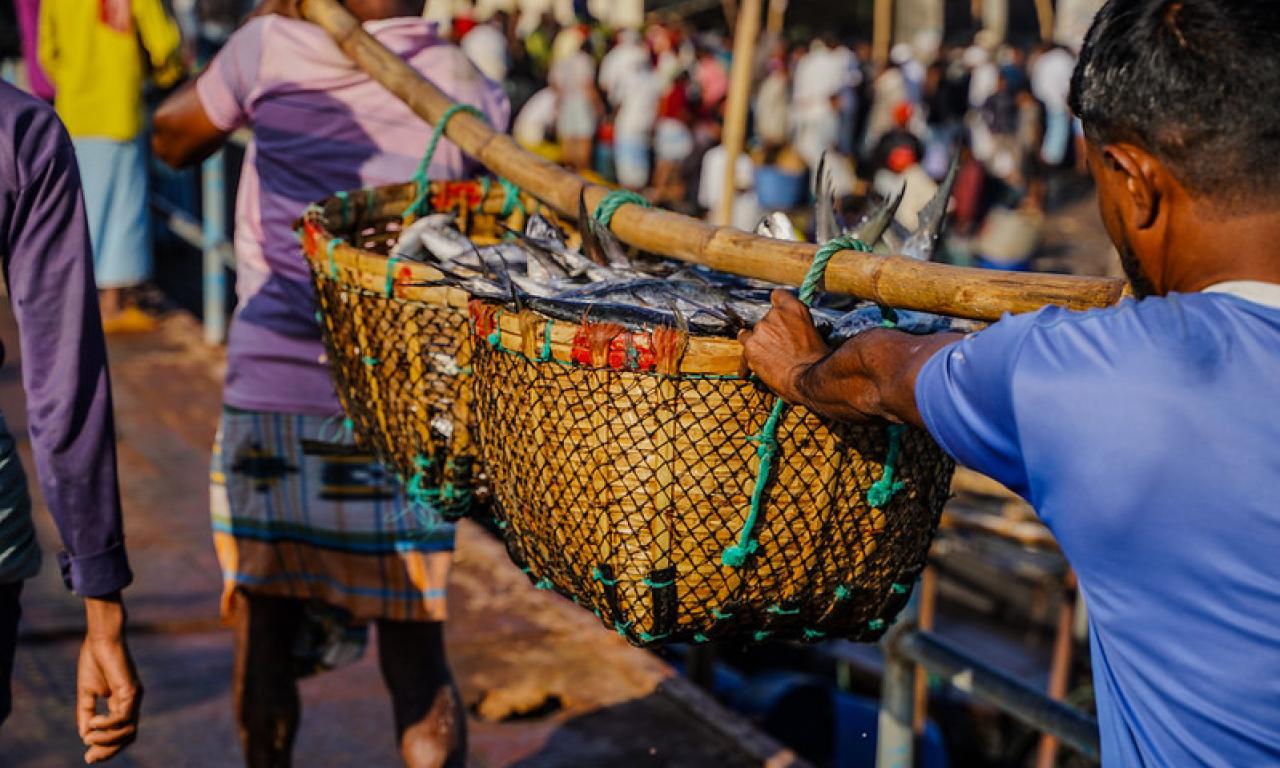 Two baskets filled with freshly caught Indian Salmon fish being carried to a fish market in Cox’s Bazar, Bangladesh, where they will be sold for local and international distribution. Photo by Philipo Ngonyani.
