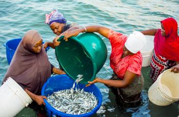 Small pelagic fish processors from Mafia Island, Tanzania, collecting fish from a fishing boat after landing, preparing them for processing and storage. Photo by Festo Lumwe.
