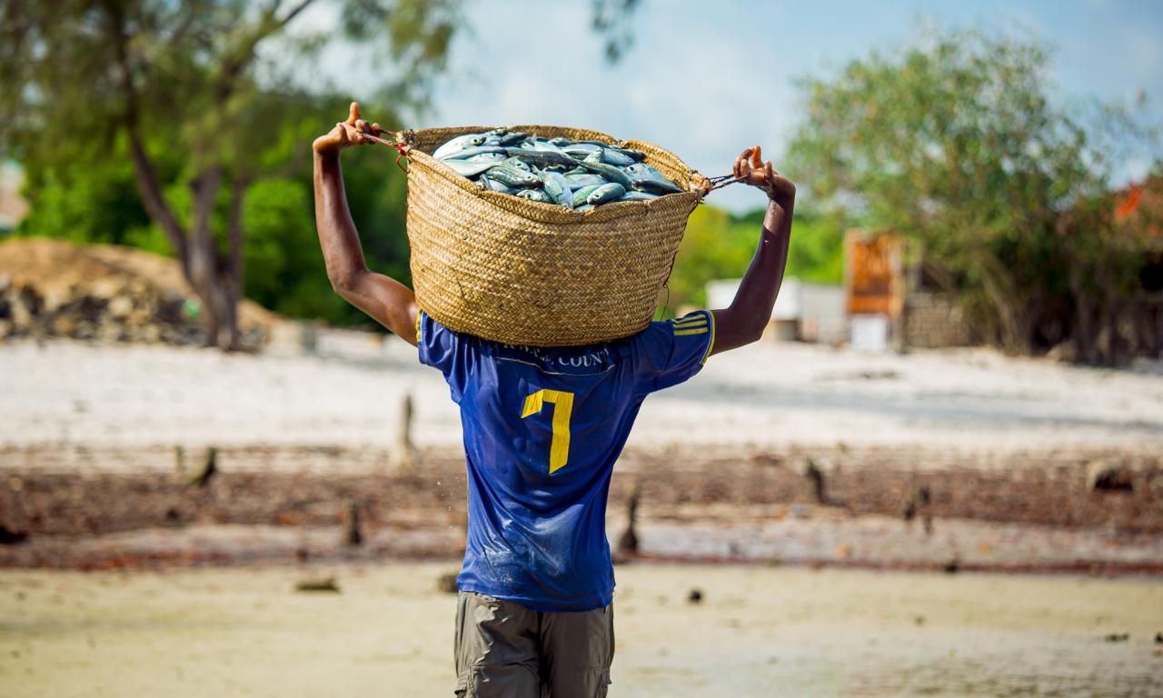 fish is transported for packaging before being transported to markets. Photo by Festo Lumwe