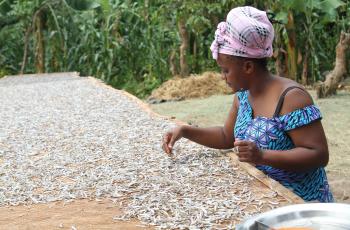 Drying dagaa on old drying racks-Photo Deogratius Simbila EMEDO