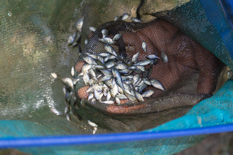 Africa’s aquaculture has expanded sixfold in two decades yet still produces less than three percent of the world’s farmed fish.