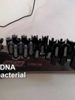 A New Concept for Rapid Genomic Detection of Fish Disease