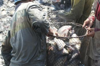 Harvesting tilapia in Nile Delta, Egypt. Photo by Patrick Dugan, WorldFish.