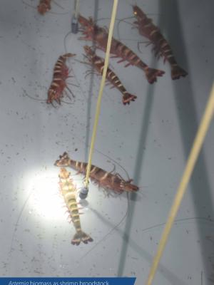 Pop Up Banner Artemia4Bangladesh Project 04