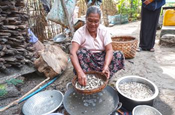 A woman washes small fish in Myanmar. Photo by Kyaw Win Khaing