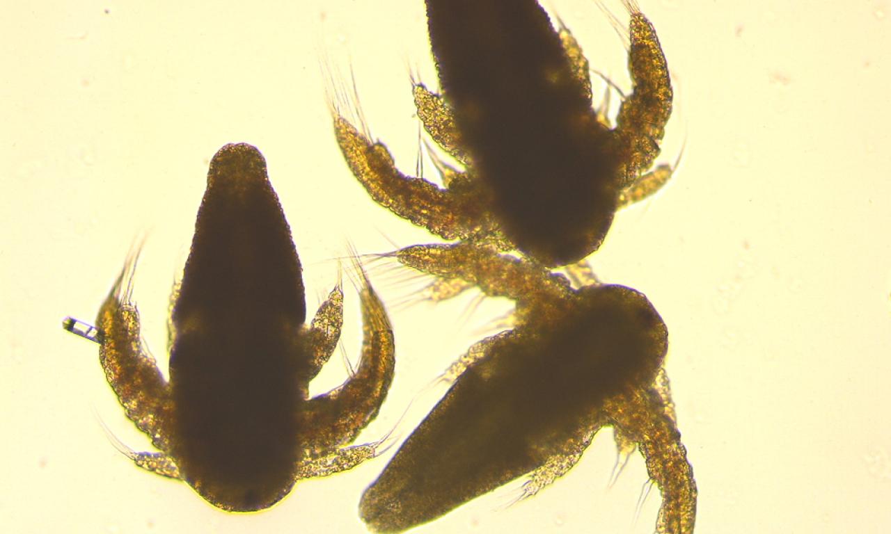 Artemia Nauplii