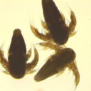 Artemia Nauplii