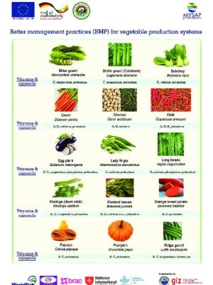 Better management practices (BMP) for vegetable production systems