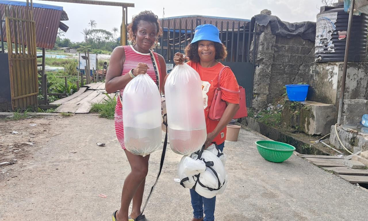 GIFT tilapia farmers nigeria