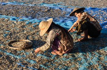 Women drying small fish before grinding them to powder. Photo by Finn Thilsted