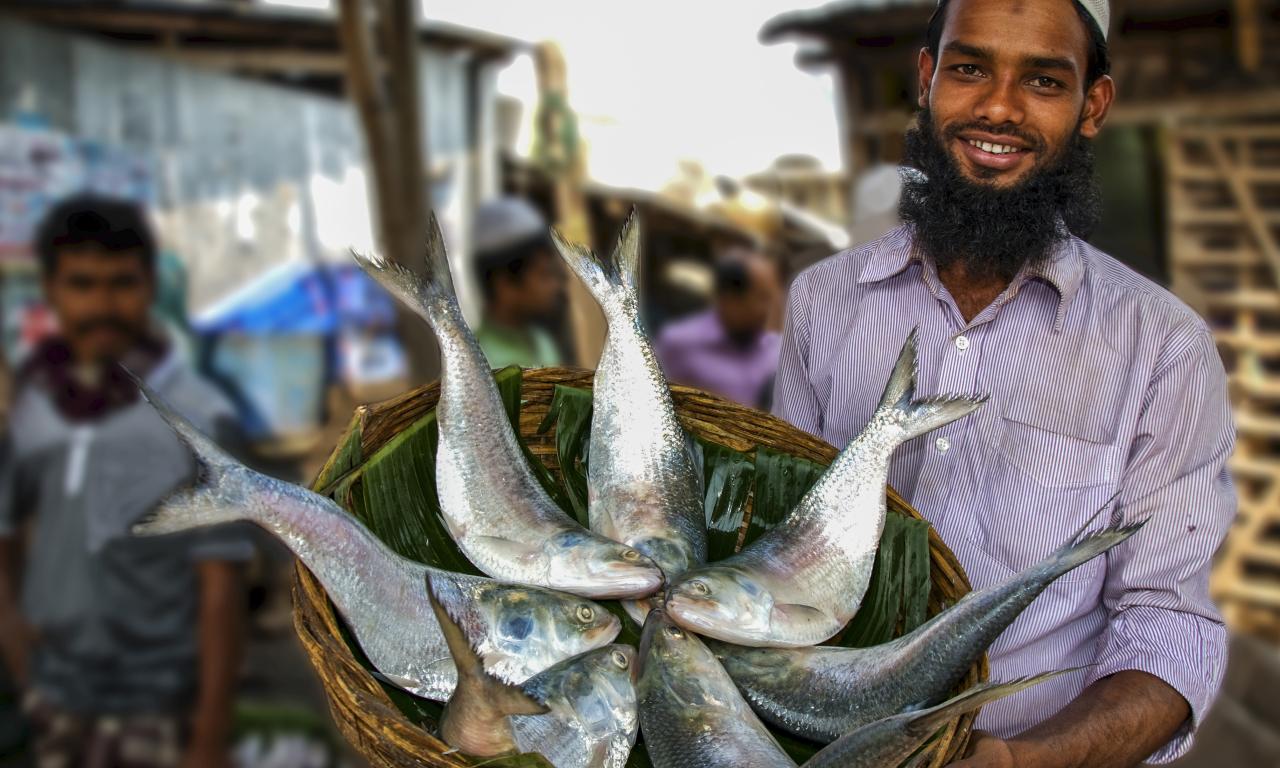 hilsa, bangladesh most iconic fish, sustainable small scale fisheries 