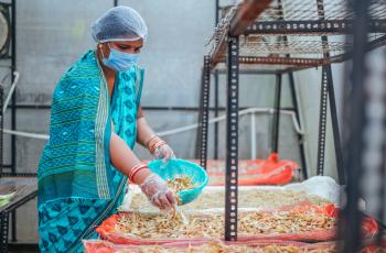 Premalata in the solar tunnel dryer