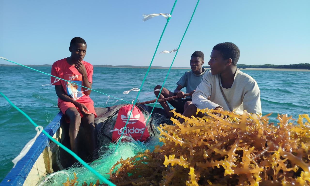 seaweed farming in Inhaca island Mozambique
