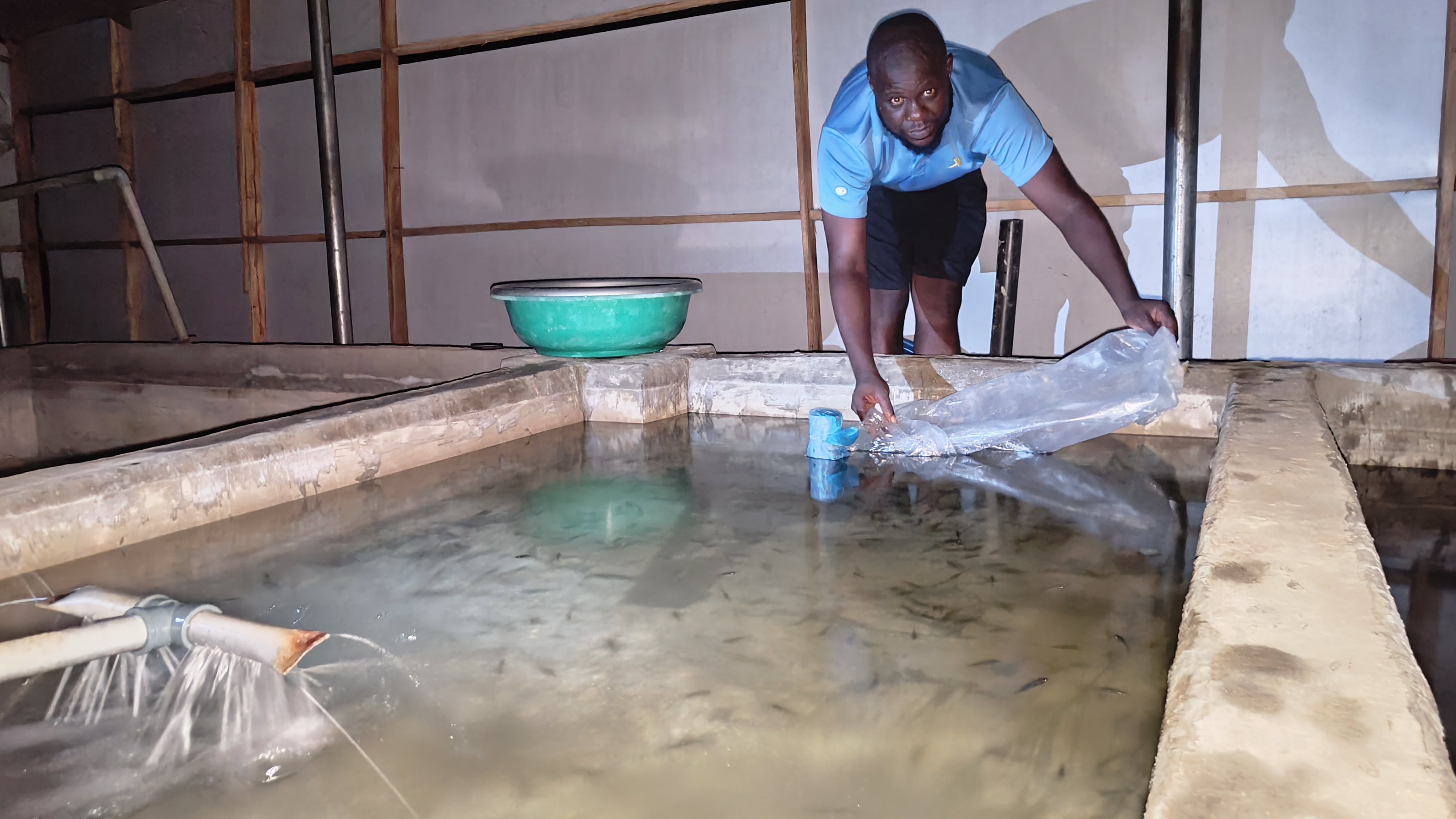 Tilapia farmer Nigeria