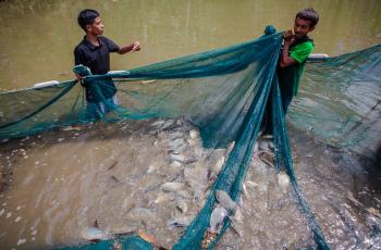 Fish farmers harvest genetically improved farmed tilapia. Photo: Shandy Santos