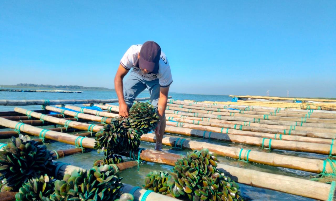 Harvested green mussel at IMTA research site at Moheskhali channel