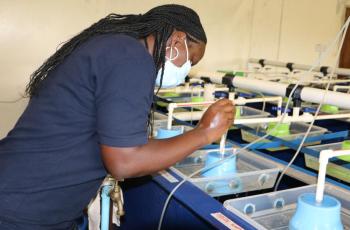 WorldFish scientist conducting a physical inspection of eggs in the hatchery at NARDC in Kitwe, Zambia