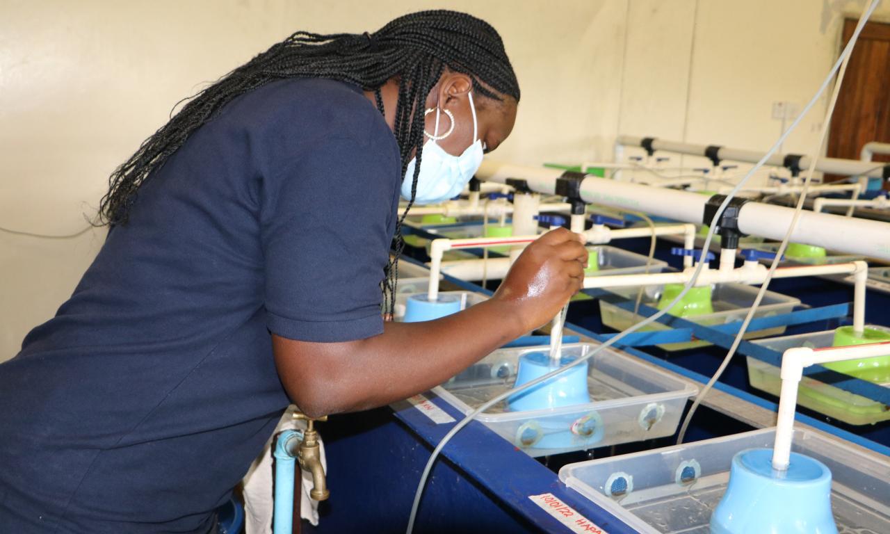 WorldFish scientist conducting a physical inspection of eggs in the hatchery at NARDC in Kitwe, Zambia