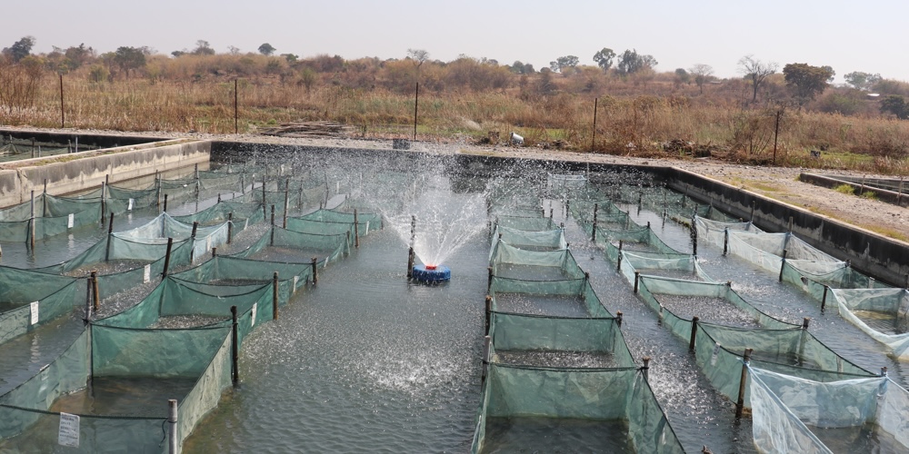 NARDC in Kitwe, Zambia.  Photo: Agness Chileya/WorldFish