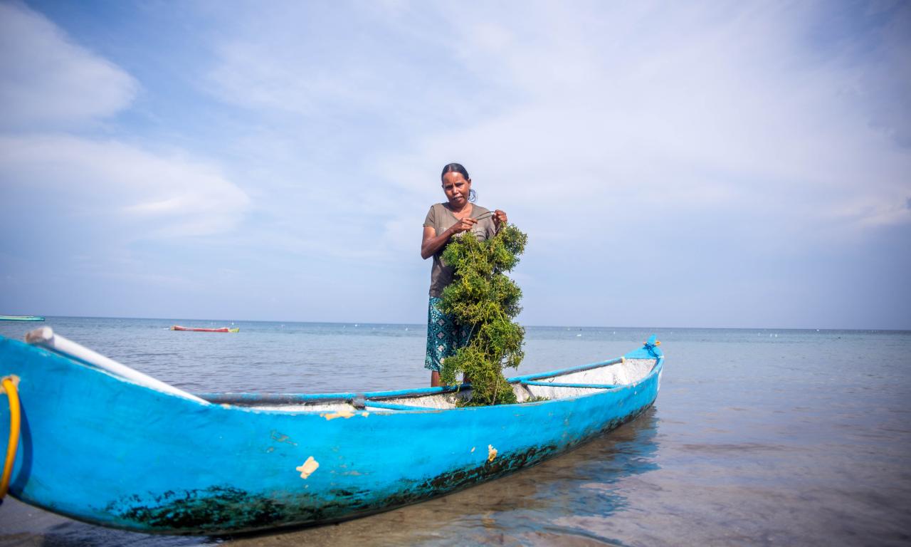 seaweed farming Timor Leste