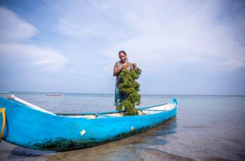 seaweed farming Timor Leste