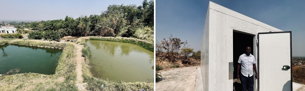  Cosmas’ demo ponds supply green-headed tilapia, while his new cool room helps keep harvests fresh and ready for customers. The demo ponds also help farmers in surrounding communities to access and use enhanced climate information services and validated climate-smart aquaculture technologies, strengthening their resilience to climate shocks while producing fish that are in high demand. Photo: David Wardell/WorldFish.