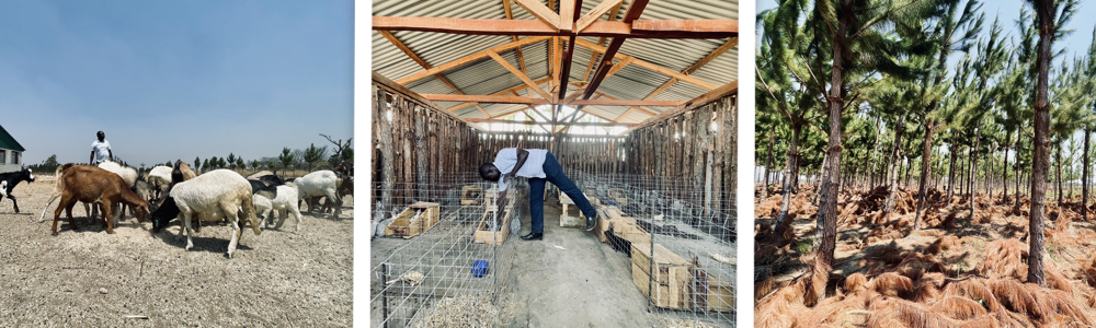 Cosmas has expanded beyond fish into goats, rabbits and a pine plantation. These different parts of the farm support one another and give him and his community more resilience against climate shocks.
