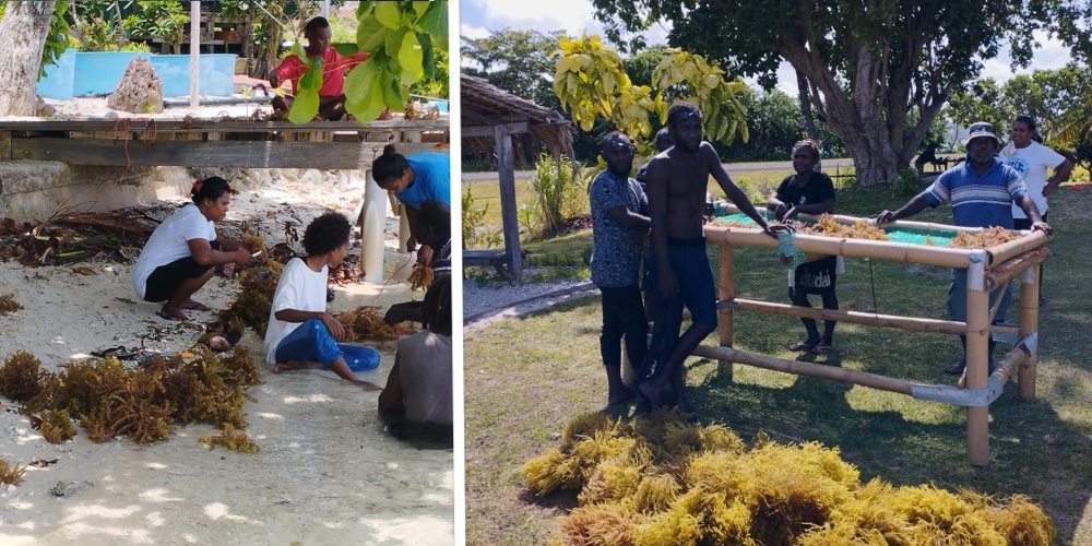 Some of the seaweed harvested at the Nusatupe hub MPA.jpeg