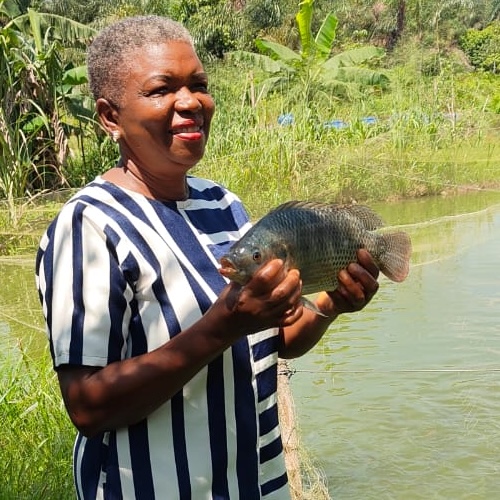 Tilapia farmer Nigeria