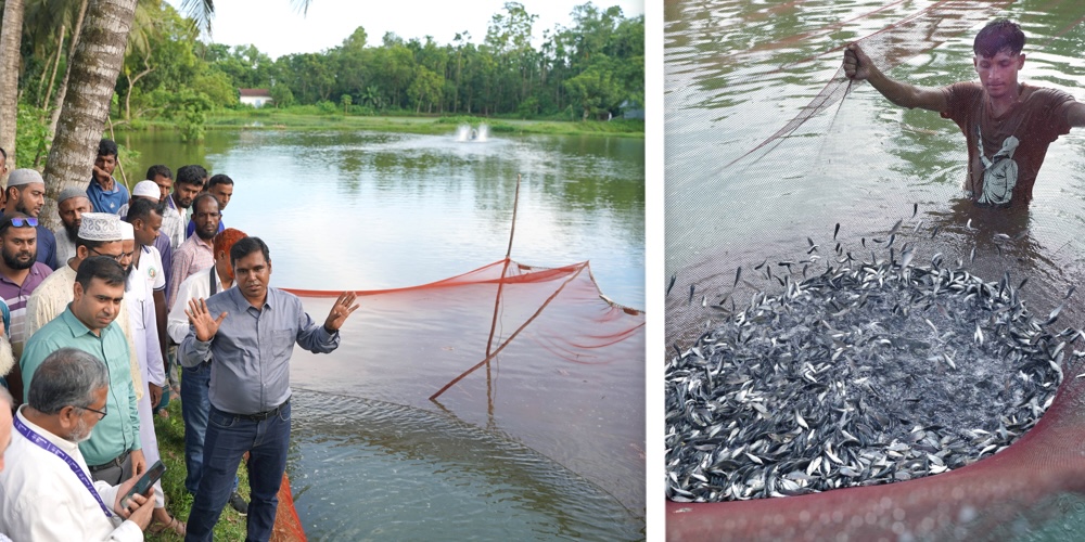 Participants visiting a G5 rohu trial site in Bagerhat, Bangladesh (left), and G5 rohu growing in a trial pond in the same district (right). (Photos: Mohammad Shohorab Hossain)