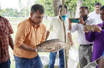 Photo 1- Participants observing carp breeding activities at the WorldFish facility in Jashore, Bangladesh. Photo credit - Mohammad Shohorab Hossain/WorldFish
