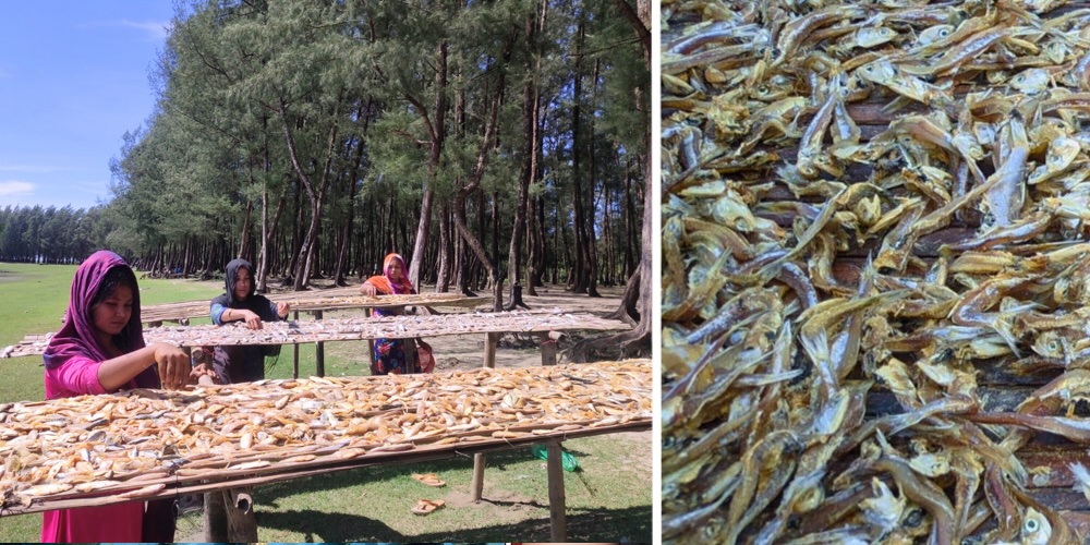 Small pelagic fish being dried in Bangladesh