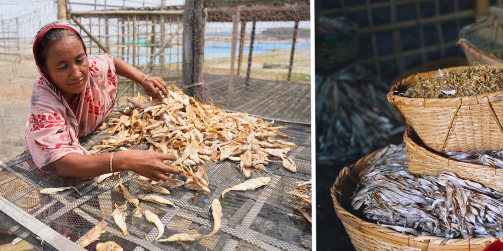 Small pelagic fish being dried in Bangladesh