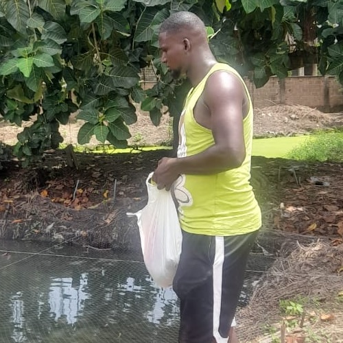 Tilapia farmer Nigeria